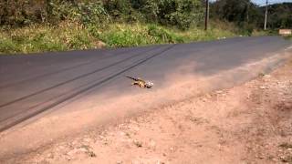 Iguana corriendo [upl. by Phaidra526]