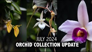 quotWhats In Bloomquot Orchid Collection Update  July 2024  My Miniature Orchids are in FULL BLOOM [upl. by Oriana]