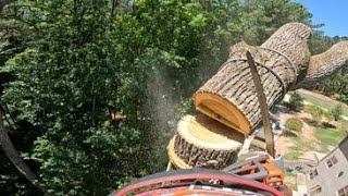 100ft Poplar Tree Removals Part 3 [upl. by Ahsiuqel]