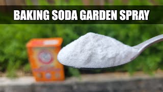 Baking Soda Pesticide and Fungicide Spray [upl. by Alemaj33]