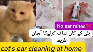 How to clean cats ear at home in Urdu🐱ear mites in cats symptoms and treatmentPersian cats care🐈 [upl. by Udella]