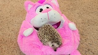 Cute And Funny Hedgehog Compilation  Meet My Pet Hedgehog [upl. by Aramoj495]