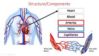 GCSE PE EDEXCEL  COMPONENT 1  Cardiorespiratory system  Part 1 [upl. by Ahtela]