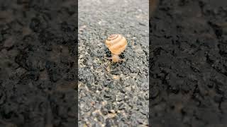 Snails Are Natures Most Beautiful Creation snail nature shorts youtubeshorts [upl. by Verne879]