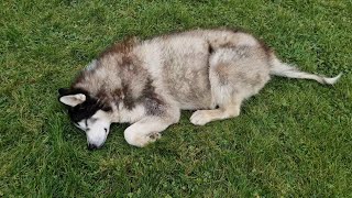 Old Husky Is Well Taken Care Of In His New Home [upl. by Juno179]