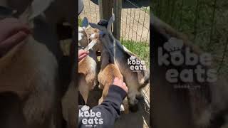 CHEF KOBE amp BABY GOATS [upl. by Anyak190]