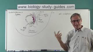 Eukaryotic Cells  Part 2 The Endomembranous System [upl. by Phelips]