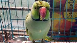 Cute Indian ringneck parrot eat something [upl. by Einwahr]