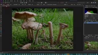 Focus Stacking using Affinity Photo for Windows [upl. by Phippen816]