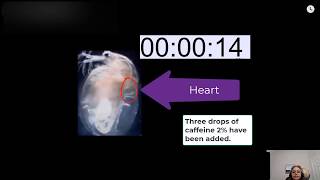 The effects of Caffeine on the heart rate of Daphnia [upl. by Chenay]