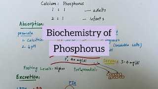 Phosphorus  Sources Functions Absorption Excretion  Biochemistry of Minerals [upl. by Bobby]