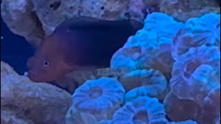 Dilectis Dottyback added to 4ft reef [upl. by Blancha]