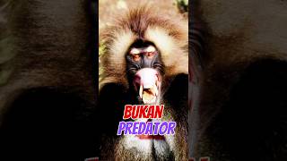 Fakta Unik Gelada Primata Bertaringgelada baboon animals shorts [upl. by Rollet727]