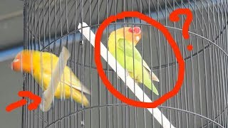 Ternyata begini cara buat lovebird jantan konslet saat di gantang [upl. by Eniale936]