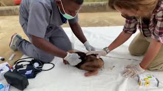 Baby Chimpanzee Rescue from poachers [upl. by Ayotas]