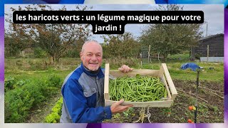 Les haricots verts  un légume magique pour votre jardin [upl. by Cristine]