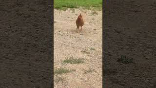 Marta does what Marta wants chickenlife chicken homestead farmanimals homesteading farmbirds [upl. by Anniala369]