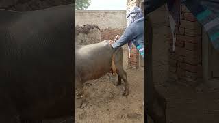 Mastitis treatment of Buffalo [upl. by Hsakiv]