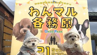 【犬イベント】マルシェで愛犬の新たな発見をしました！ わんマル各務原犬とお出かけ多頭飼いマルチーズマルプーvlog [upl. by Einniw405]