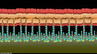 Introduction to Tethered Bilayer Lipid Membranes tBLMs [upl. by Xaviera]