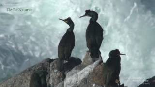 COSTA DA MORTE CORMORÁN MOÑUDO reverencias y apareamiento [upl. by Eisso632]