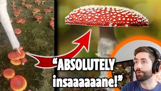 Literally Thousands of Amanita Muscaria In One Field [upl. by Lura12]