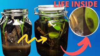 DIY ECOSYSTEM In A Jar TIME LAPSE LIFE INSIDE [upl. by Inasah850]