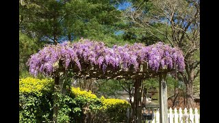 Wisteria Growing Guide amp UPDATE on one grown from bare root  Ep 63 [upl. by Mika]