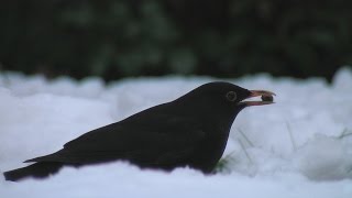 Vögel und ihre Stimmen  Amsel [upl. by Wil358]