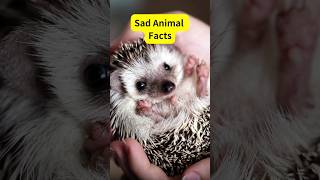 Animal FactsGroundhogday was Hedgehog hedgehog animalfacts [upl. by Flan]