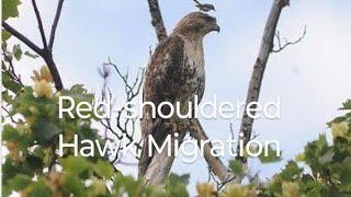 Redshouldered Hawk Migration hawk hawks [upl. by Adnarb756]