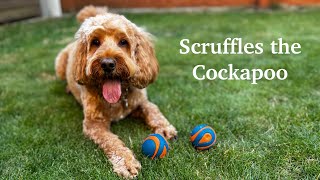 Scruffles the Cockapoo 🐶 [upl. by Elyse]