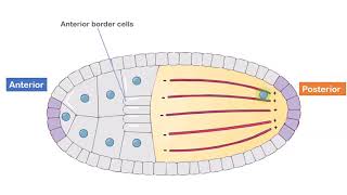 Axis Formation in Drosophila [upl. by Marquardt693]