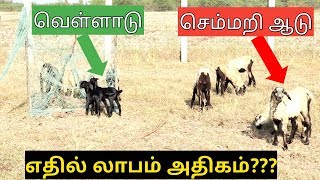 செம்மறி ஆடு Vs வெள்ளாடு இவற்றில் எதில் வருமானம் அதிகம் [upl. by Drexler]