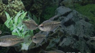 Diamond Characin Tetras  Imperial Tropicals [upl. by Ansilme]