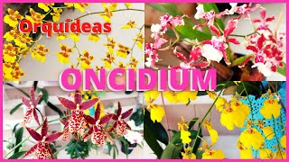 COMO CULTIVAR ORQUÍDEA ONCIDIUM E SEUS HÍBRIDOS  Uma espécie exótica que dá muitas flores 🌸🪴 [upl. by Naeerb]