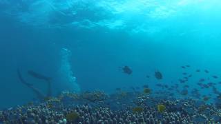 Ocean Freedom in Cairns by Grasshopper Travel [upl. by Emmanuel613]