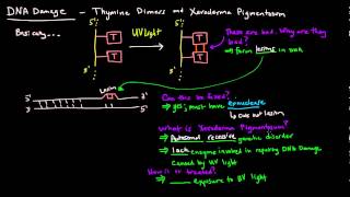 DNA Damage  Thymine Dimers and Xeroderma Pigmentosum [upl. by Tillo597]