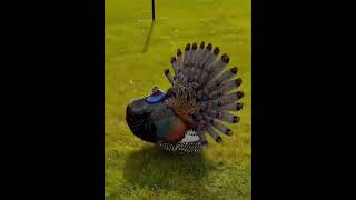 Ocellated turkeyrameezhafeez privetminizoo petsplanet petshop animallover [upl. by Ainnet]