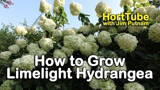 How to grow Limelight Hydrangeas Hydrangea Paniculata or Tree Hydrangea [upl. by Ehman]