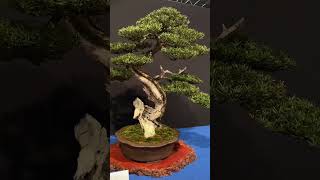 Trophy Bonsai exhibition part 2 [upl. by Niboc]