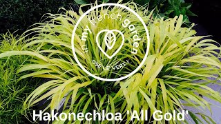 Hakonechloa All Gold [upl. by Edualcnaej]