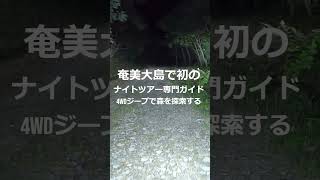 4WDジープで森を探索する『ナイトツアー専門ガイド』他店では行く事の無い未舗装道路を４DWジープで走行ジャングルクルーズ！ [upl. by Boaten865]