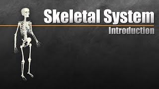 Introduction to the Skeletal System In 7 Minutes [upl. by Garlan908]