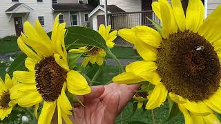 Bees feeding on Helianthus [upl. by Antonietta353]