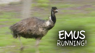 Emu Zoomies [upl. by Cristie257]