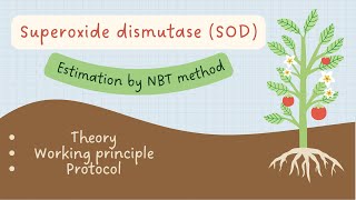 In vitro Superoxide Dismutase determination in plants by Nitro blue tetrazolium NBT method [upl. by Ained]