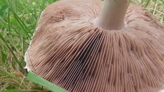 Agaricus campestris the field mushroom meadow mushroom edible mushroom [upl. by Anihcak]