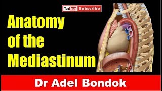 Mediastinum Dr Adel Bondok [upl. by Austin]