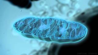 How Mitochondria Produce Energy [upl. by Notniuq]